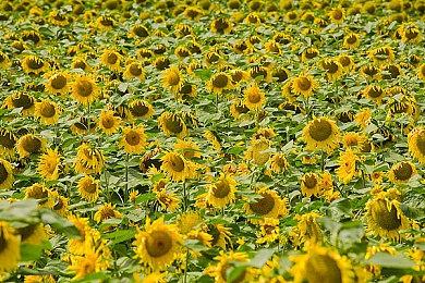 《街头霸王6》体验版上线PS商店 PC版26日推出